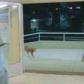 ο σκύλος περιμένει τον άντρα στο νοσοκομείο. Ειδικευόμενοι eidikeyomenoi eidikeuomenoi
