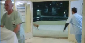 ο σκύλος περιμένει τον άντρα στο νοσοκομείο. Ειδικευόμενοι eidikeyomenoi eidikeuomenoi