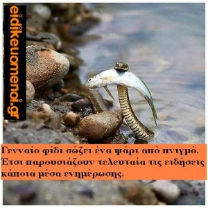 φίδι σώζει ψάρι