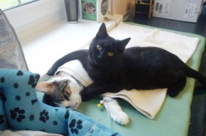 γάτα ασθενής ιατρός νοσηλεύτρια. ειδικευόμενοι eidikeyomenoi eidikeuomenoi