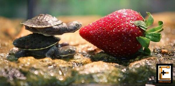 μια χελώνα βοηθά μια άλλη για να φάει μια φράουλα