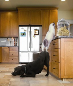 σκύλος βοηθά γάτα για να τον βοηθήσει. Ειδικευόμενοι eidikeyomenoi eidikeuomenoi