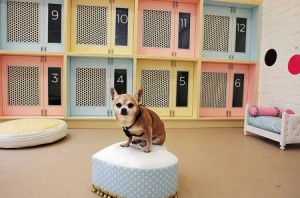 ξενοδοχείο σκύλων