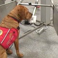 Medical detection dog. Σκύλος ιατρικής διάγνωσης - ανίχνευσης. Ειδικευόμενοι
