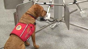 Medical detection dog. Σκύλος ιατρικής διάγνωσης - ανίχνευσης. Ειδικευόμενοι