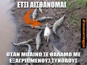 Κατσίκα που περπατά ανέμελη ανάμεσα σε κροκόδειλους. Λεζάντα: έτσι αισθάνομαι όταν μπαίνω σε θάλαμο με εξαγριωμένους συνοδούς. Ειδικευόμενοι eidikeuomenoi