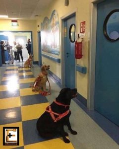 σκύλοι θεραπευτές στην Ιταλία περιμένουν έξω από τους θαλάμους σε παιδιατρικό νοσοκομείο