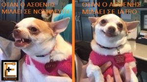 Σκύλος σκυλάκι Τσιουάουα που είναι θυμωμένο ή χαμογελά. Λεζάντα: όταν ο ασθενής μιλά σε Νοσηλευτή, όταν ο ασθενής μιλά σε ιατρό. Ειδικευόμενοι